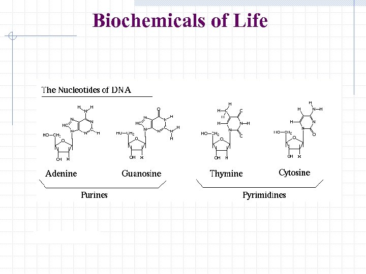 Biochemicals of Life 