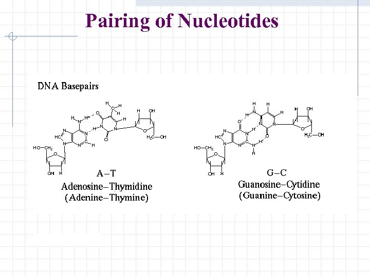 Pairing of Nucleotides 