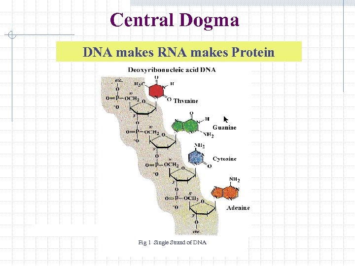 Central Dogma DNA makes RNA makes Protein Fig 1 Single Strand of DNA 