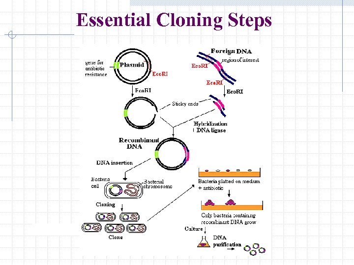 Essential Cloning Steps 