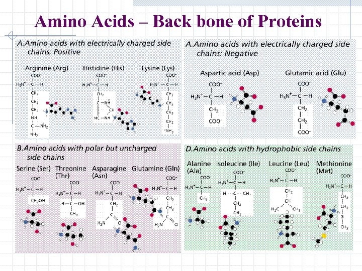 Amino Acids – Back bone of Proteins 