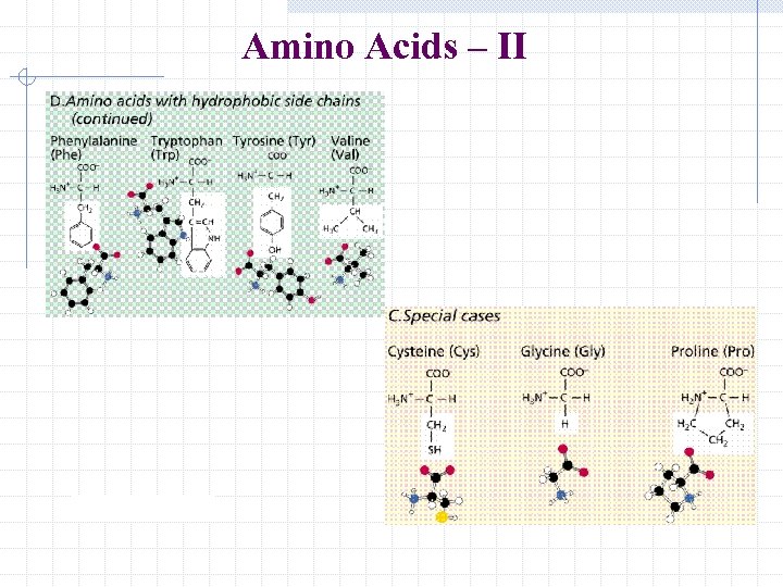 Amino Acids – II 