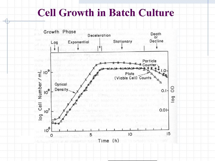 Cell Growth in Batch Culture 