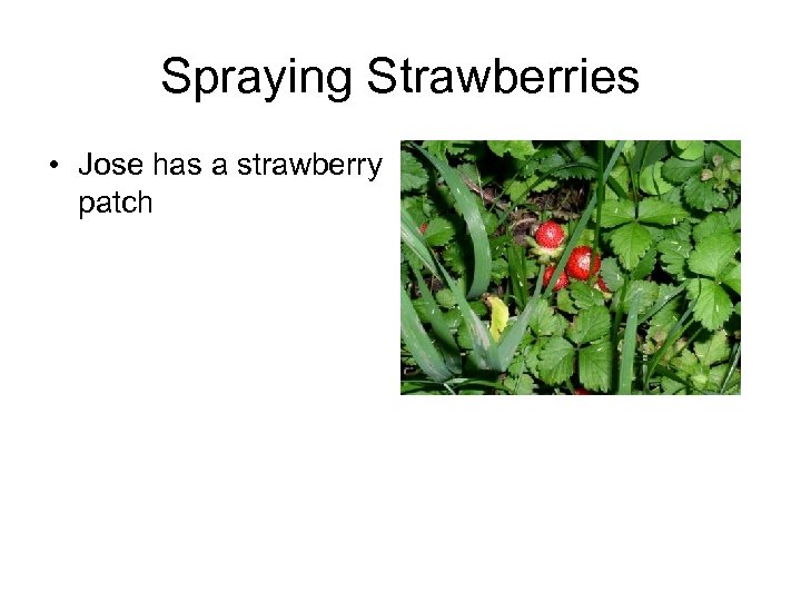 Spraying Strawberries • Jose has a strawberry patch 