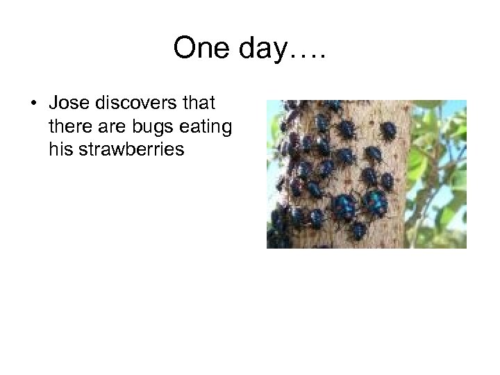 One day…. • Jose discovers that there are bugs eating his strawberries 