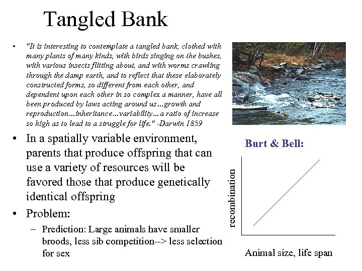 Tangled Bank 