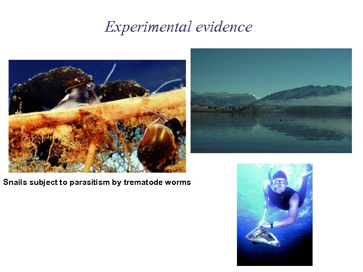 Experimental evidence Snails subject to parasitism by trematode worms 