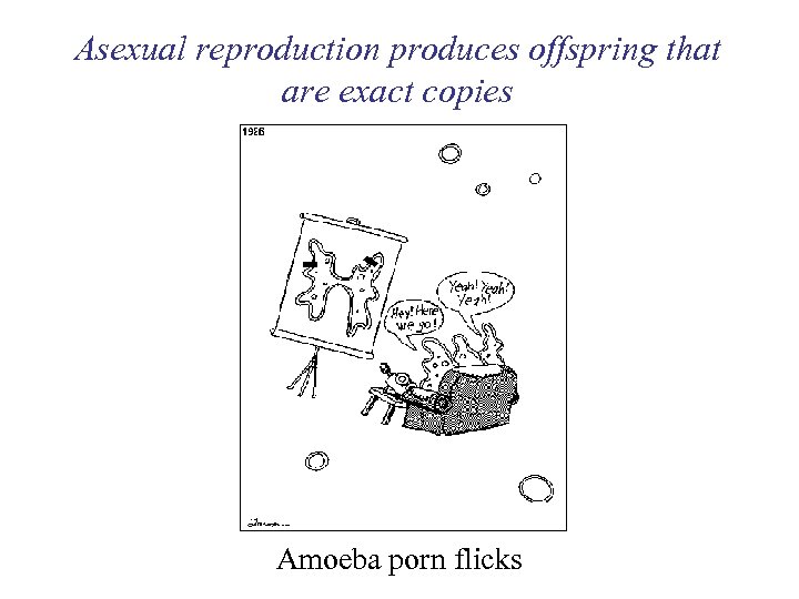 Asexual reproduction produces offspring that are exact copies Amoeba porn flicks 