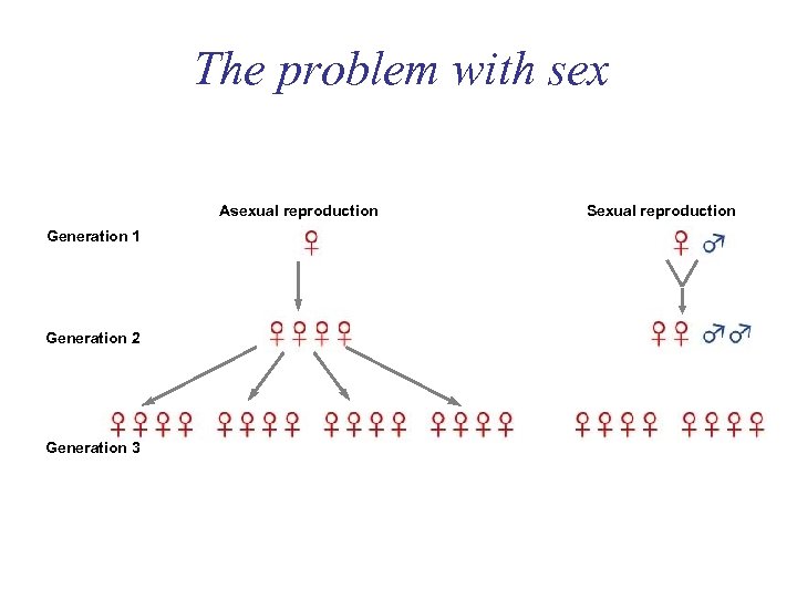 The problem with sex Asexual reproduction Generation 1 Generation 2 Generation 3 Sexual reproduction