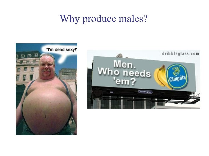 Why produce males? 