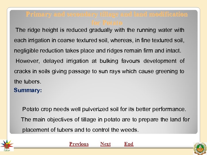 Primary and secondary tillage and land modification for Potato The ridge height is reduced