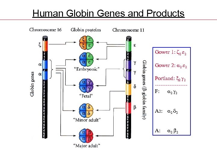 Human Globin Genes and Products Gower 1: z 2 e 2 Gower 2: 2