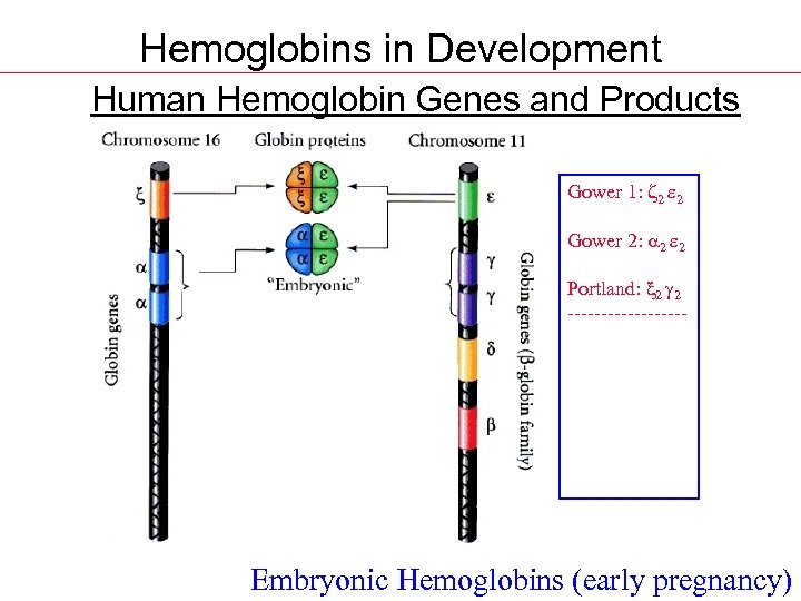 Hemoglobins in Development Human Hemoglobin Genes and Products Gower 1: z 2 e 2