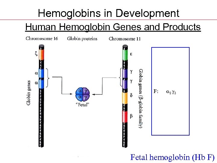 Hemoglobins in Development Human Hemoglobin Genes and Products Gower 1: z 2 e 2