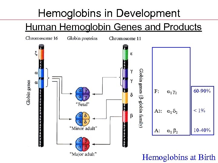 Hemoglobins in Development Human Hemoglobin Genes and Products Gower 1: z 2 e 2