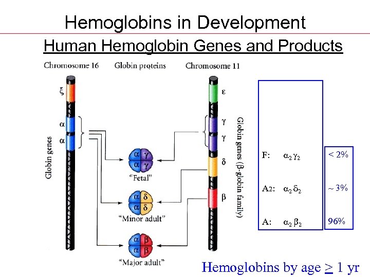 Hemoglobins in Development Human Hemoglobin Genes and Products Gower 1: z 2 e 2