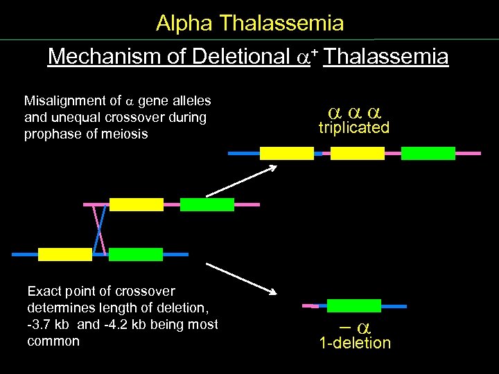 Alpha Thalassemia Mechanism of Deletional + Thalassemia Misalignment of gene alleles and unequal crossover