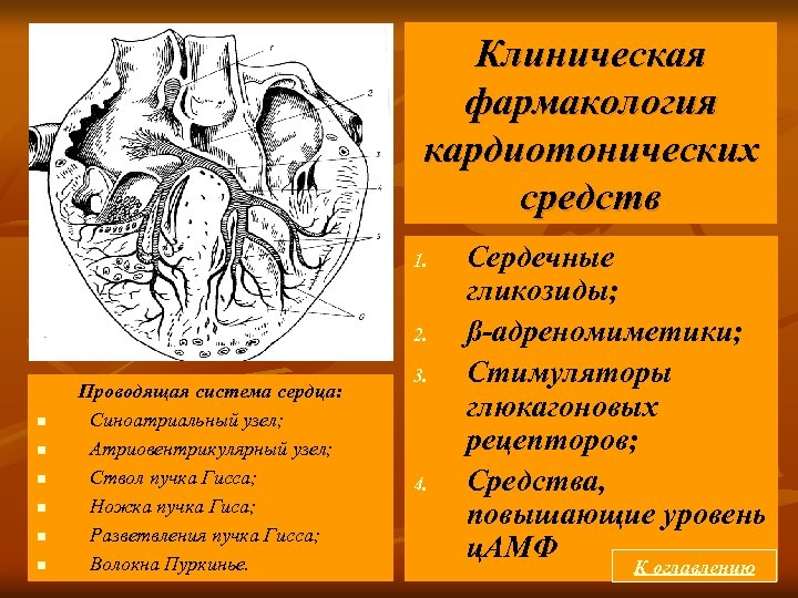 Клиническая фармакология кардиотонических средств 1. 2. n n n Проводящая система сердца: Синоатриальный узел;