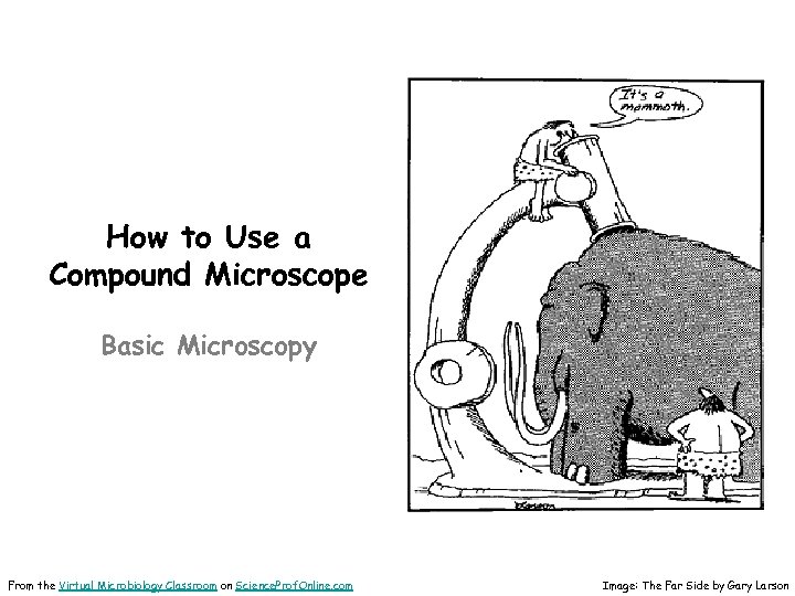 How to Use a Compound Microscope Basic Microscopy From the Virtual Microbiology Classroom on