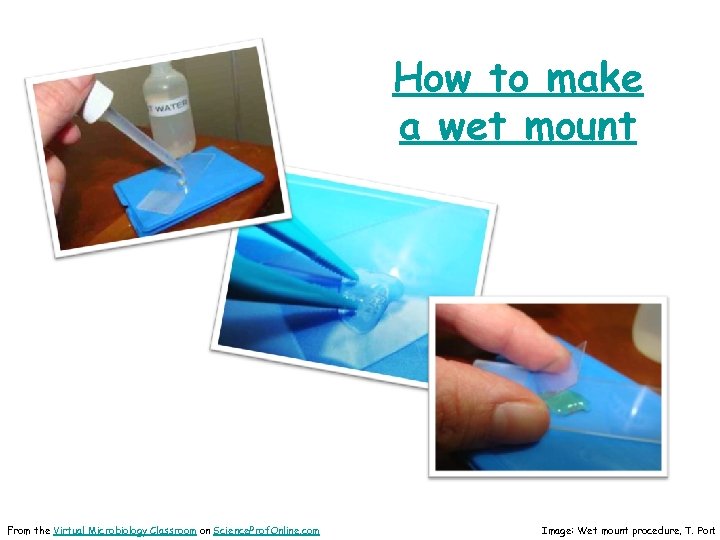 How to make a wet mount From the Virtual Microbiology Classroom on Science. Prof.