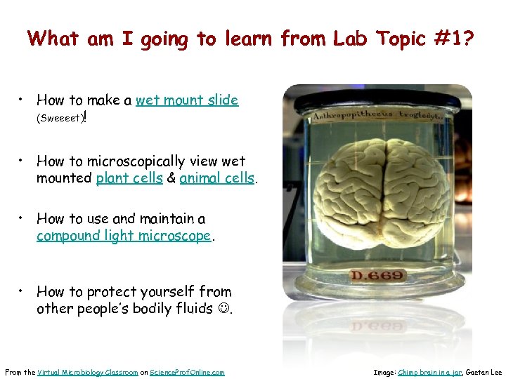 What am I going to learn from Lab Topic #1? • How to make