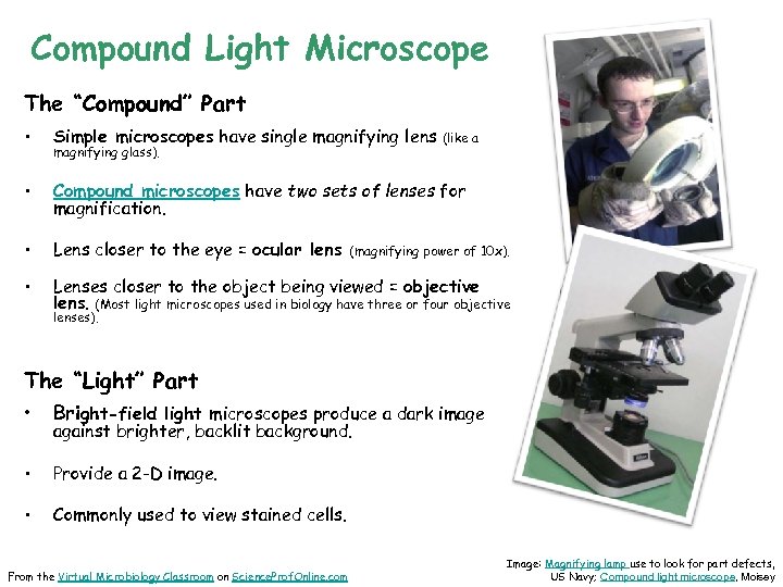Compound Light Microscope The “Compound” Part • Simple microscopes have single magnifying lens •