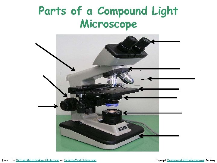 Parts of a Compound Light Microscope From the Virtual Microbiology Classroom on Science. Prof.