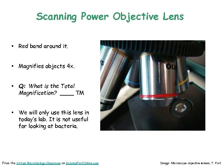 Scanning Power Objective Lens • Red band around it. • Magnifies objects 4 x.