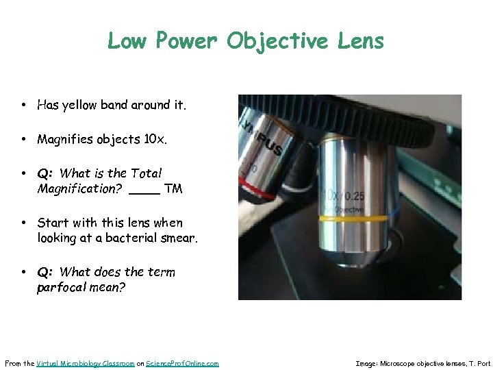 Low Power Objective Lens • Has yellow band around it. • Magnifies objects 10