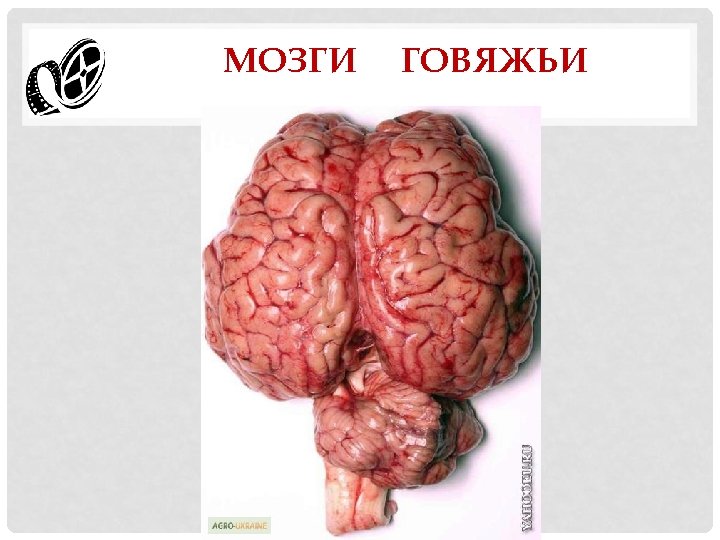 МОЗГИ ГОВЯЖЬИ 