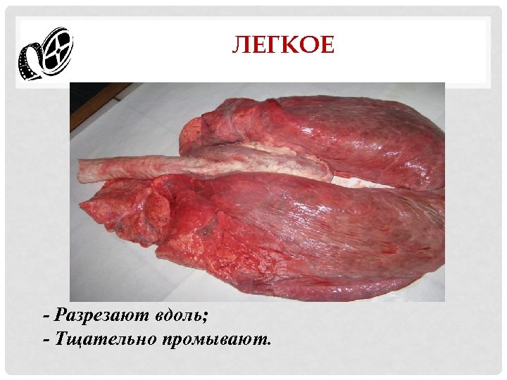 ЛЕГКОЕ - Разрезают вдоль; - Тщательно промывают. 
