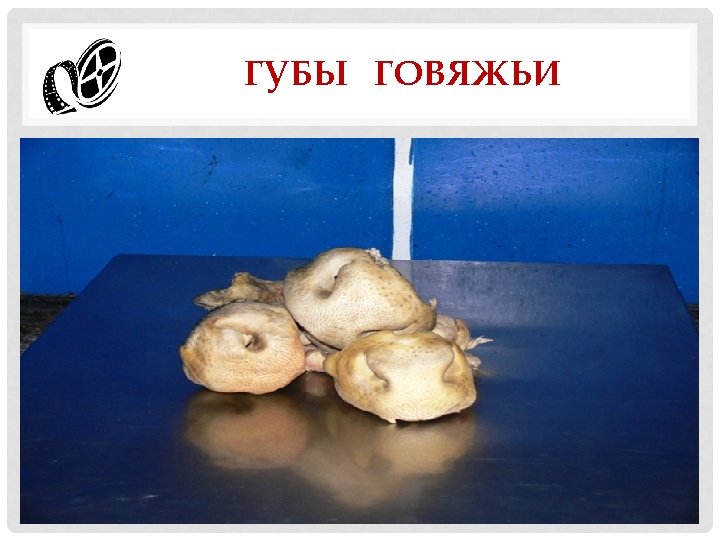 ГУБЫ ГОВЯЖЬИ 