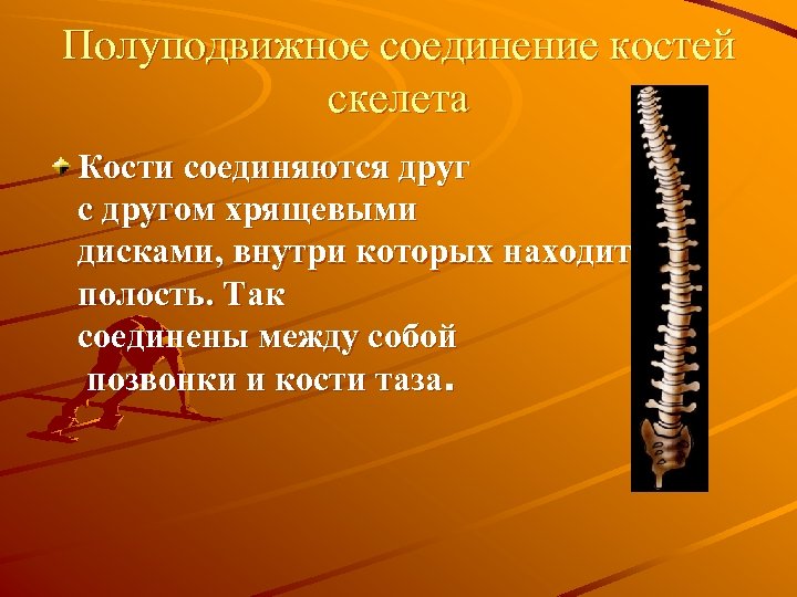 Полуподвижное соединение костей скелета Кости соединяются друг с другом хрящевыми дисками, внутри которых находится