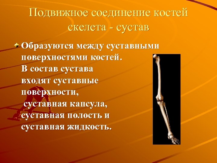 Подвижное соединение костей скелета - сустав Образуются между суставными поверхностями костей. В состав сустава
