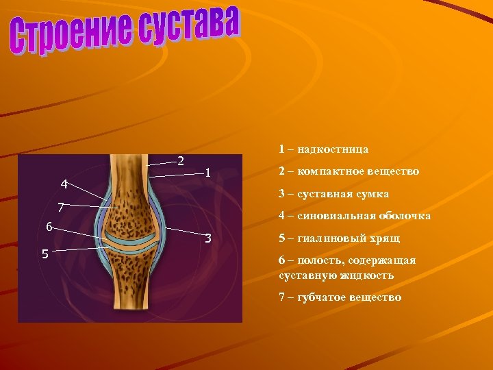 Суставные поверхности костей покрыты