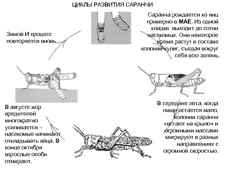 Азиатская саранча происходит без метаморфоза. Основные стадии развития в жизненном цикле саранчи. Стадии развития перелетной саранчи. Цикл развития саранчи схема. Цикл развития кузнечика схема.