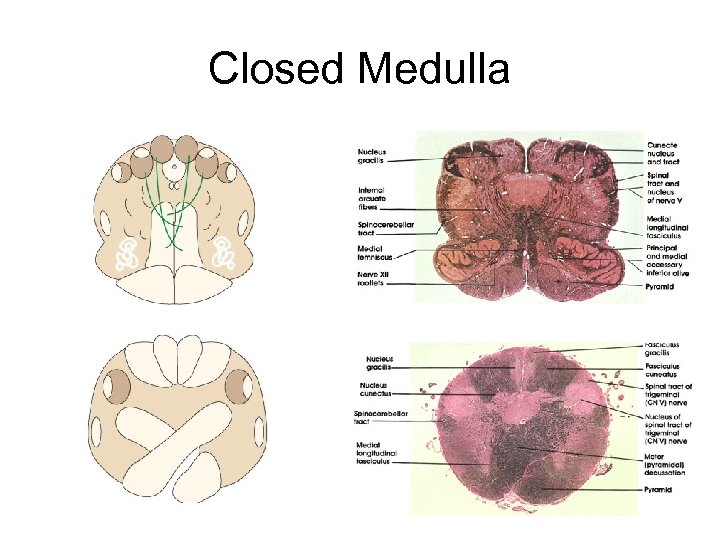 Closed Medulla 