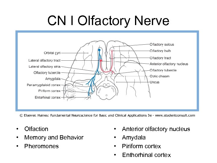 CN I Olfactory Nerve • Olfaction • Memory and Behavior • Pheromones • •