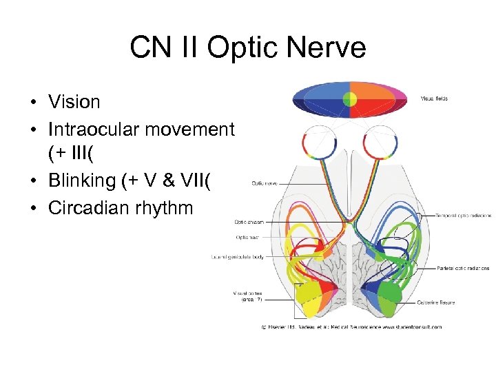 CN II Optic Nerve • Vision • Intraocular movement (+ III( • Blinking (+