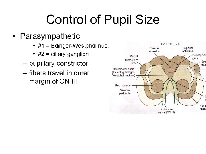 Control of Pupil Size • Parasympathetic • #1 = Edinger-Westphal nuc. • #2 =