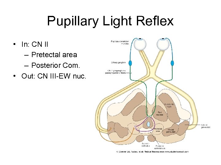 Pupillary Light Reflex • In: CN II – Pretectal area – Posterior Com. •