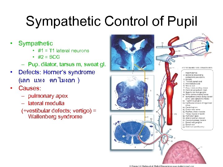 Sympathetic Control of Pupil • Sympathetic • #1 = T 1 lateral neurons •
