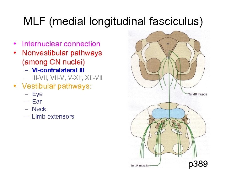 MLF (medial longitudinal fasciculus) • Internuclear connection • Nonvestibular pathways (among CN nuclei) –