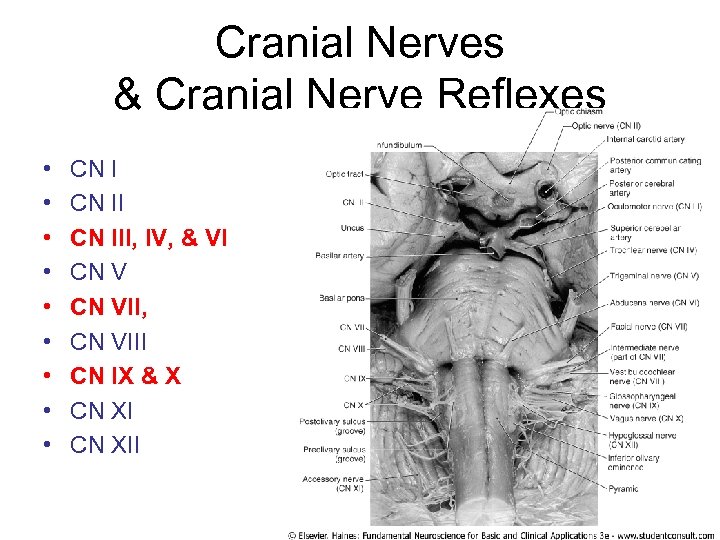 Cranial Nerves & Cranial Nerve Reflexes • • • CN III, IV, & VI