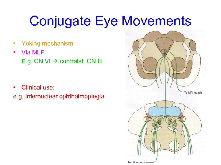 Conjugate Eye Movements • Yoking mechanism • Via MLF E. g. CN VI contralat.