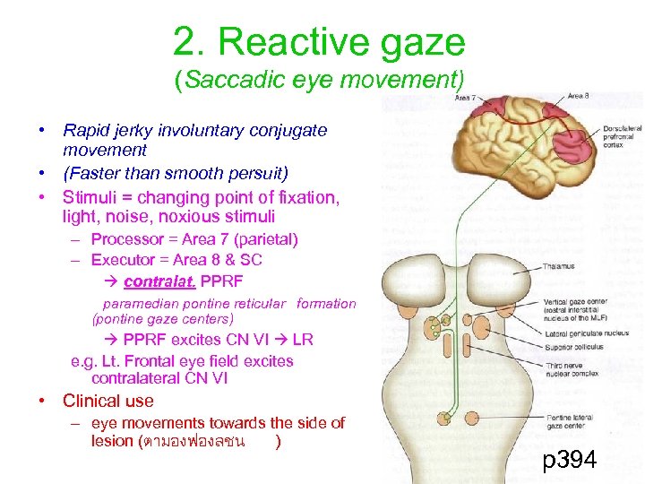 2. Reactive gaze (Saccadic eye movement) • Rapid jerky involuntary conjugate movement • (Faster