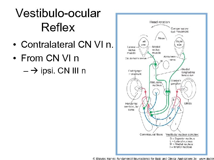 Vestibulo-ocular Reflex • Contralateral CN VI n. • From CN VI n – ipsi.