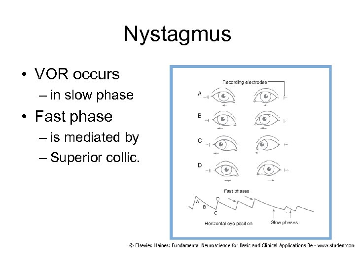 Nystagmus • VOR occurs – in slow phase • Fast phase – is mediated