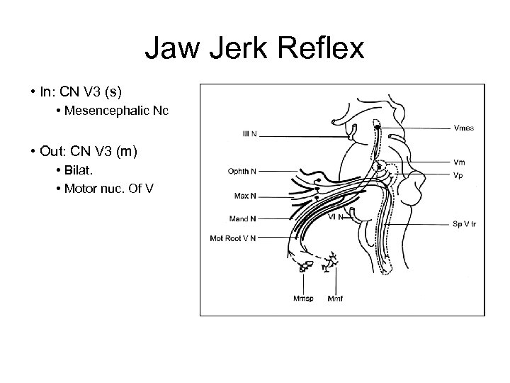 Jaw Jerk Reflex • In: CN V 3 (s) • Mesencephalic Nc • Out: