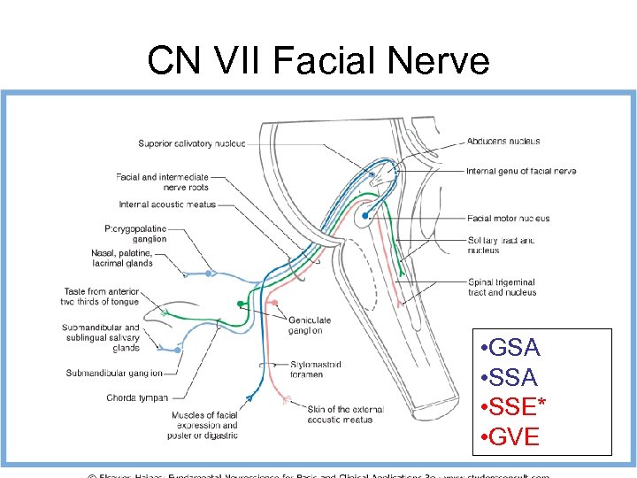 CN VII Facial Nerve • GSA • SSE* • GVE 